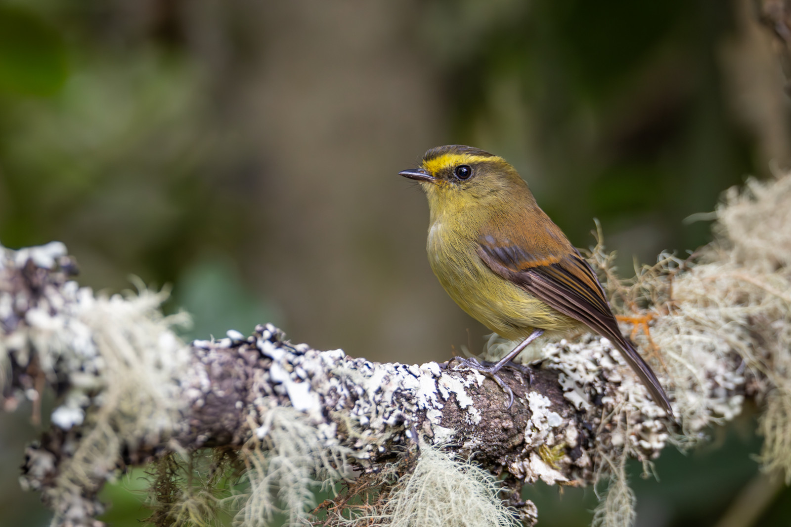 image Yellow-bellied Chat-Tyrant